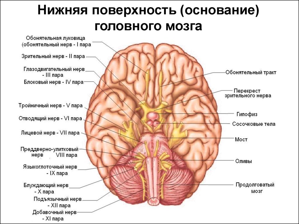 read language and thought of the child 1998