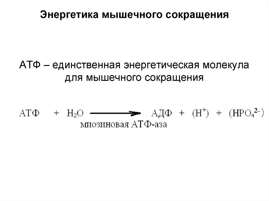 Энергия мышечных сокращений. Химизм и Энергетика мышечного сокращения. Энергетика мышечного сокращения. Энергия для сокращения мышц. Энергетика сокращения мышцы.