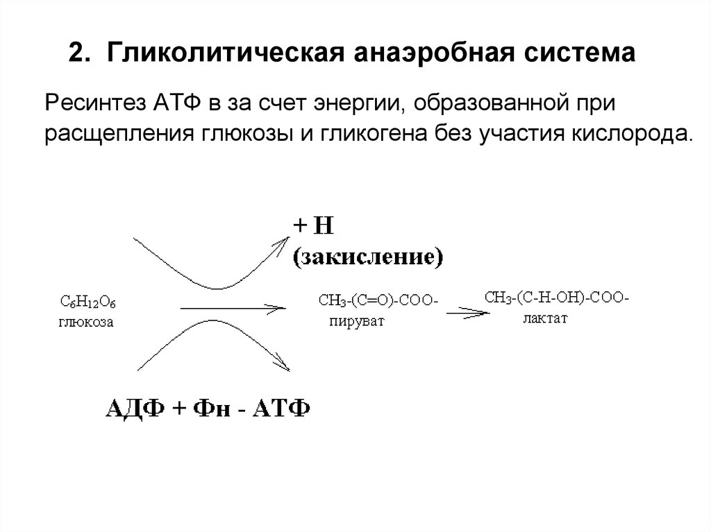 Ресинтез атф. Гликолитическая система АТФ. Гликолитический ресинтез АТФ упражнения. Система анаэробного синтеза АТФ. Анаэробный гликолиз ресинтеза АТФ.