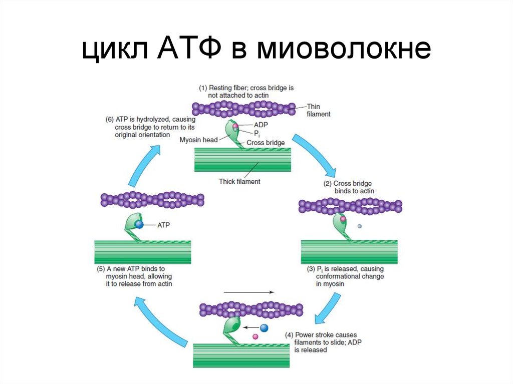 цикл АТФ в миоволокне