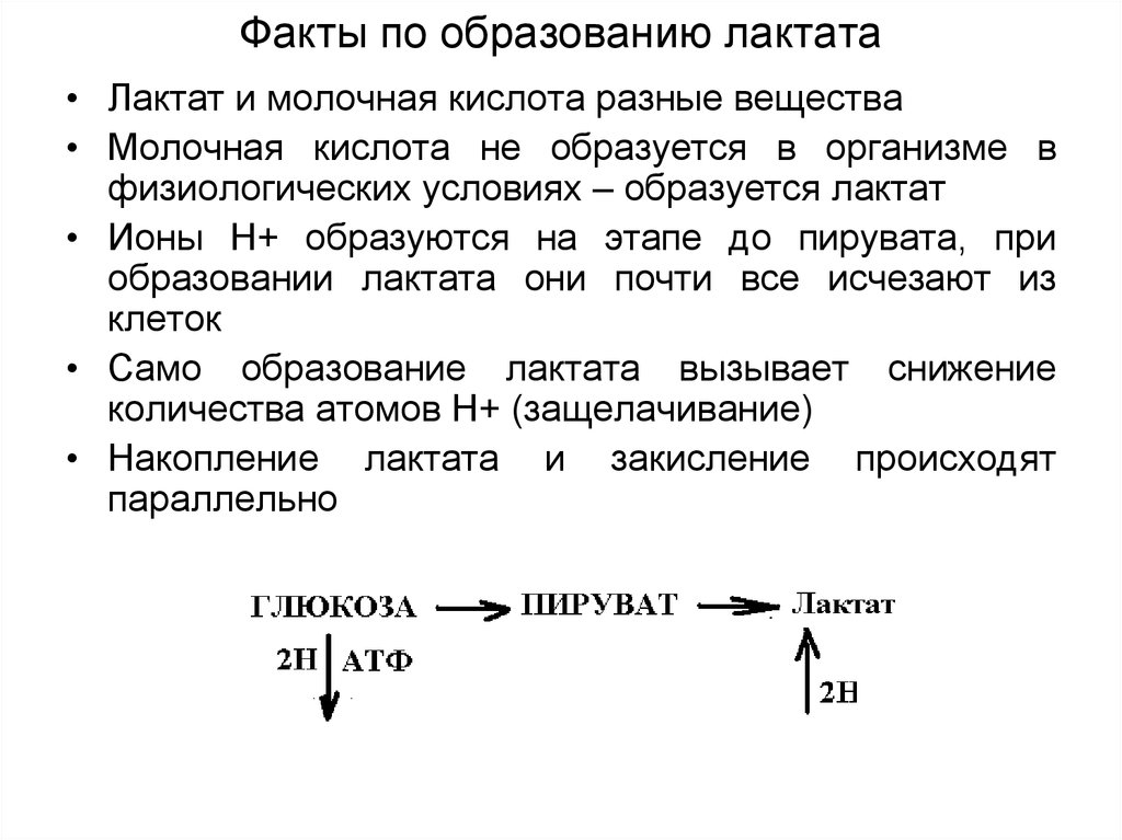 Что значит лактат. Лактат функции в организме. Молочная кислота функции в организме. Функции лактата. Функции молочной кислоты в организме.