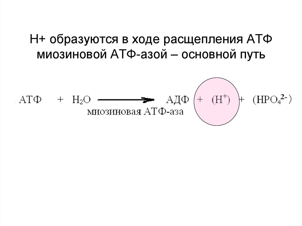 Реакция расщепления атф