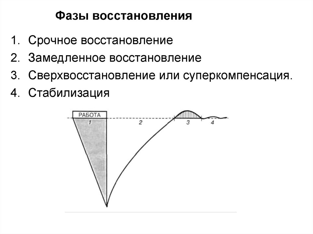 Фазы восстановления. Фазы восстановления суперкомпенсация. Фазы восстановления работоспособности. Фазы восстановления после физической нагрузки. Фаза замедленного восстановления.