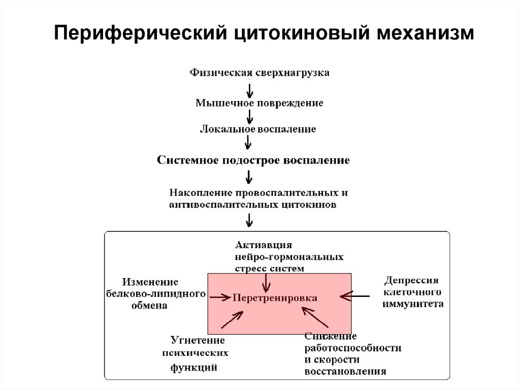 Механизмы утомления. Механизм развития утомления. Периферические механизмы утомления. Центральные механизмы утомления. Факторы периферического утомления.