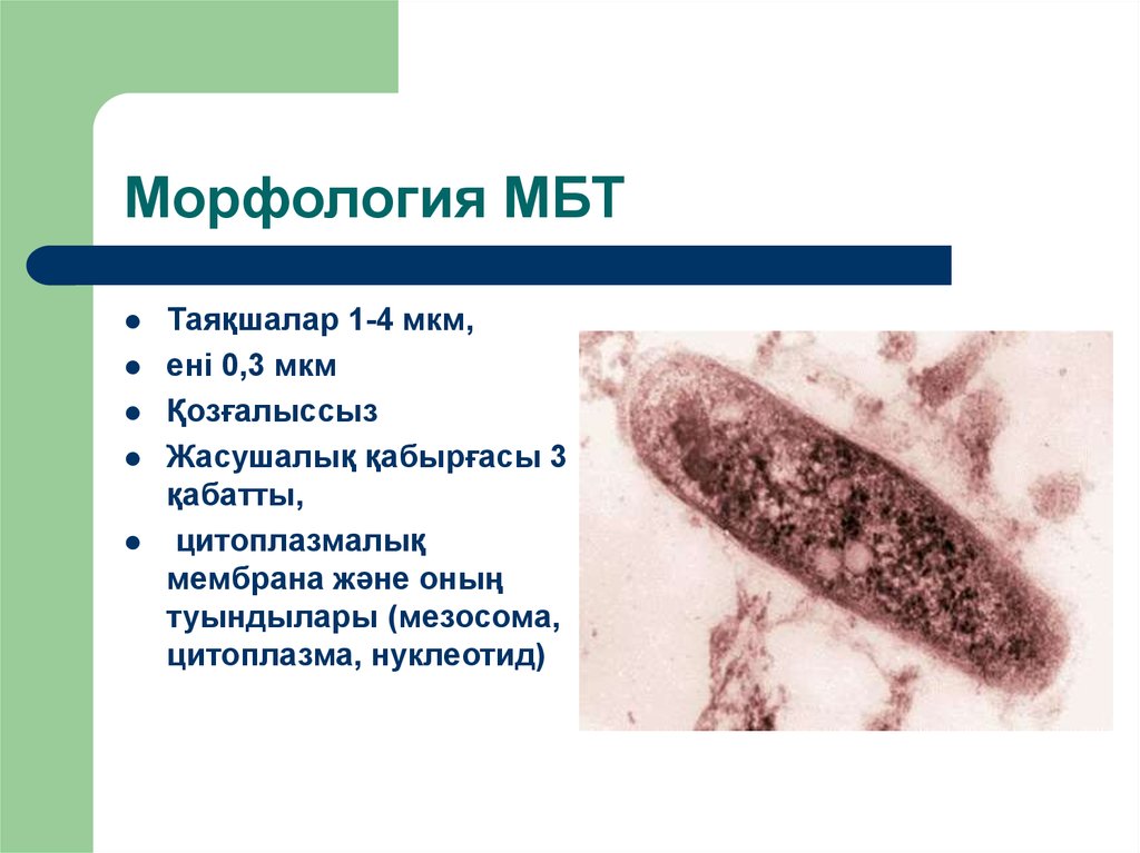 Тиф морфология