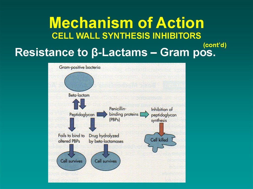 Mechanism of action. Cell Wall Synthesis. Mechanism of Action of antibiotics. Cell Wall inhibitors.