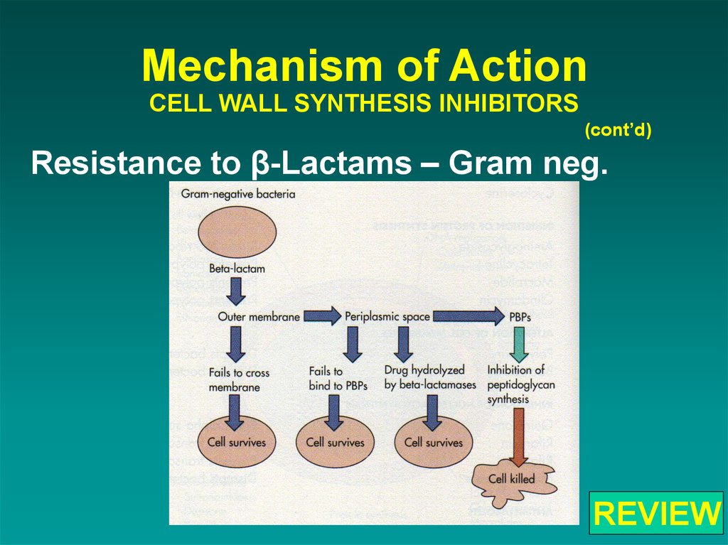 Действия клетки. Cell Wall inhibitors. Mechanism Synthesis. M-Tor inhibitor mechanism of Action. L glucosidase inhibitors mechanism of Action.