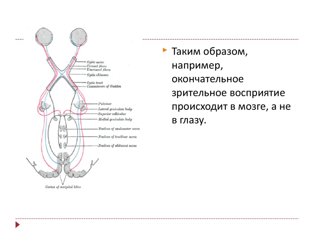 Схема зрительного акта