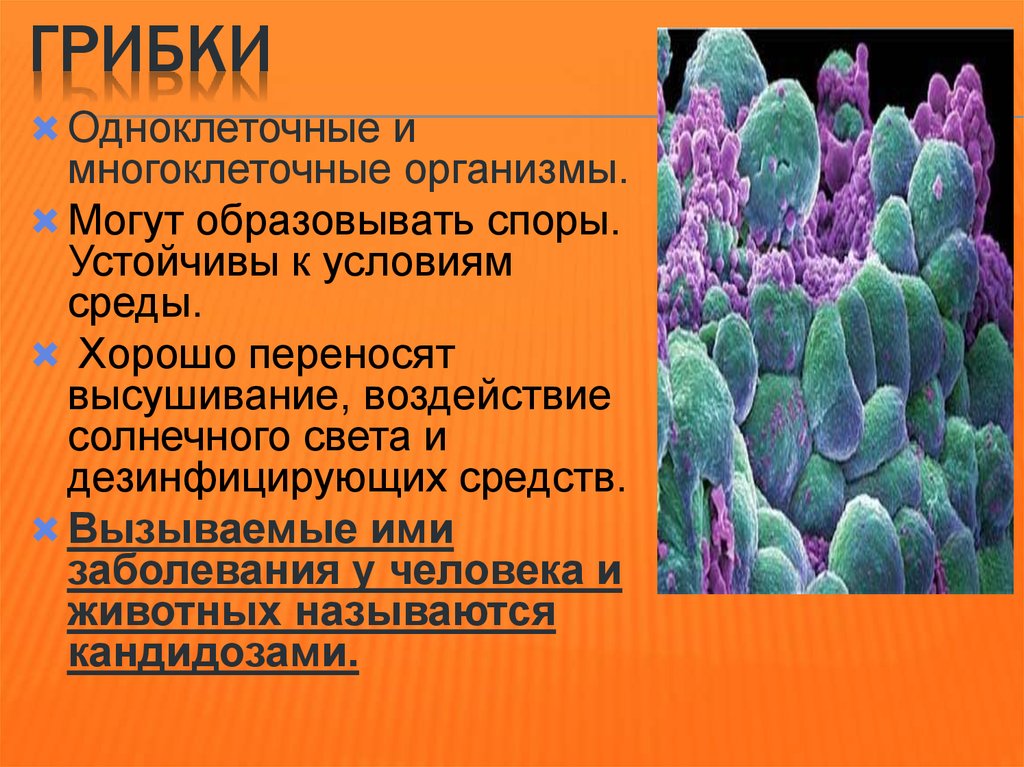 В какую эру возникли многоклеточные организмы. Одноклеточные многоклеточные колониальные таблица. Одноклеточные колониальные и многоклеточные организмы таблица. Заболевания вызванные одноклеточными животными. Бактериологическое оружие презентация.