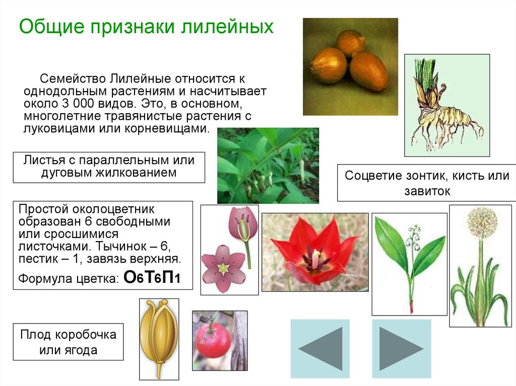 Однодольные это отдел или класс. Биология 6 класс семейство Лилейные представители. Однодольные растения семейства Лилейные. Представители однодольных лилейных растений. Класс Однодольные растения семейство Лилейные.