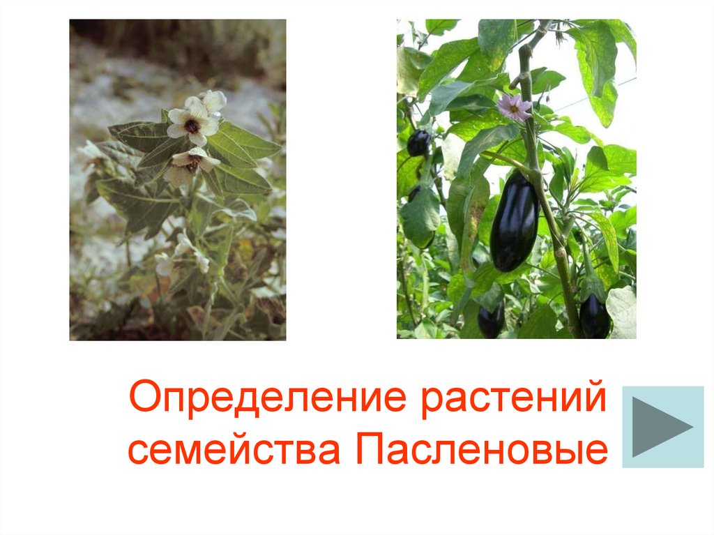 Определение растений семейства Пасленовые