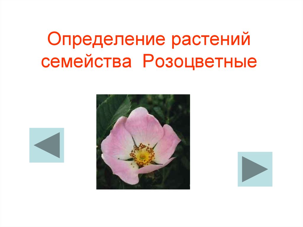 Дайте определение цветка. Растения это определение. Цветок определение. Розоцветные определитель. Определитель цветковых растений.