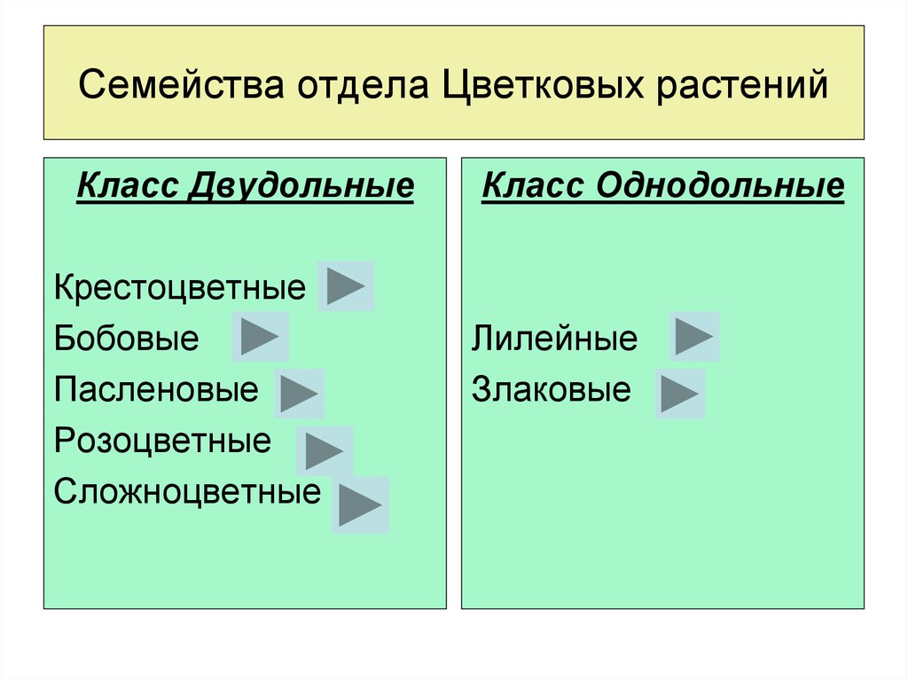 Семейства цветковых. Семейства цветковых растений. Розоцветные злаковые крестоцветные Лилейные Пасленовые бобовые. Отдел семейство. Классификация атласов определителей.