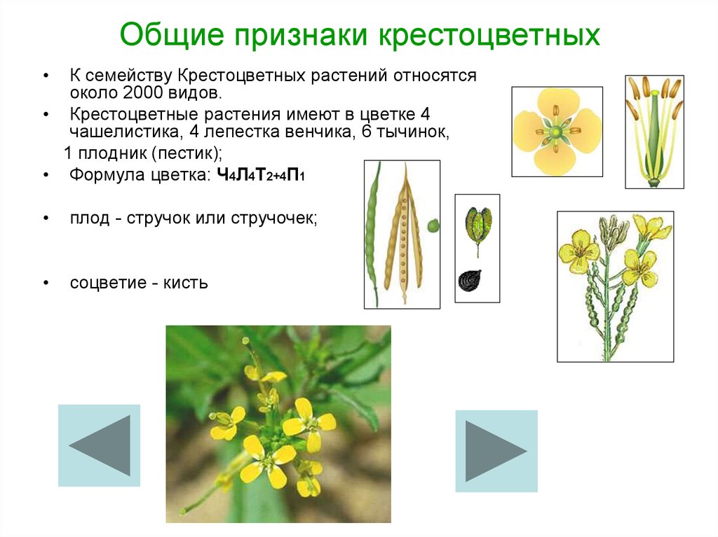 Признаки представителей семейств крестоцветных розоцветных. Формула цветка крестоцветных растений. Семейство крестоцветные соцветие. Растения семейства капустных крестоцветных. Семена крестоцветных.