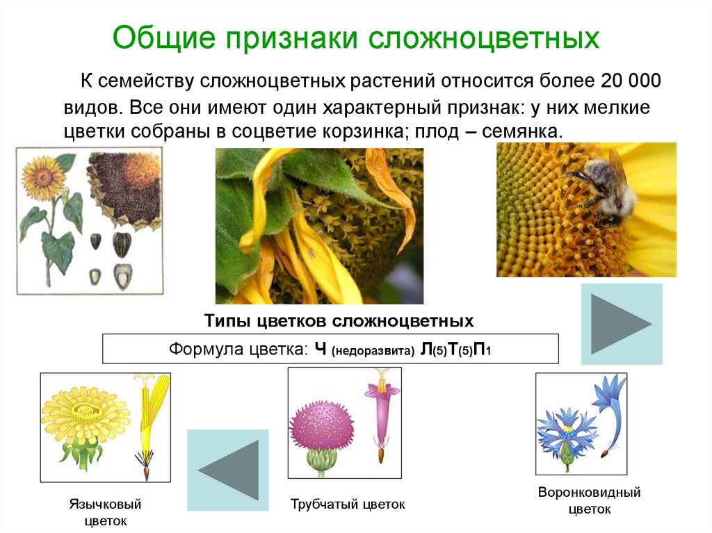 Семейство сложноцветные астровые презентация