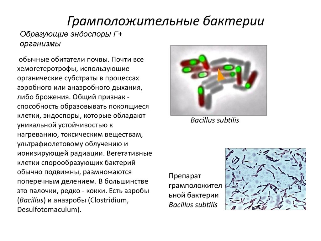 Какие вещества образуют тело бактерии. Классификация бактерий грамотрицательные и грамположительные. Грамположительные палочки и кокки, образующие эндоспоры. Эндоспоры образуют грамположительные кокки. Аэробные грамположительные микроорганизмы.