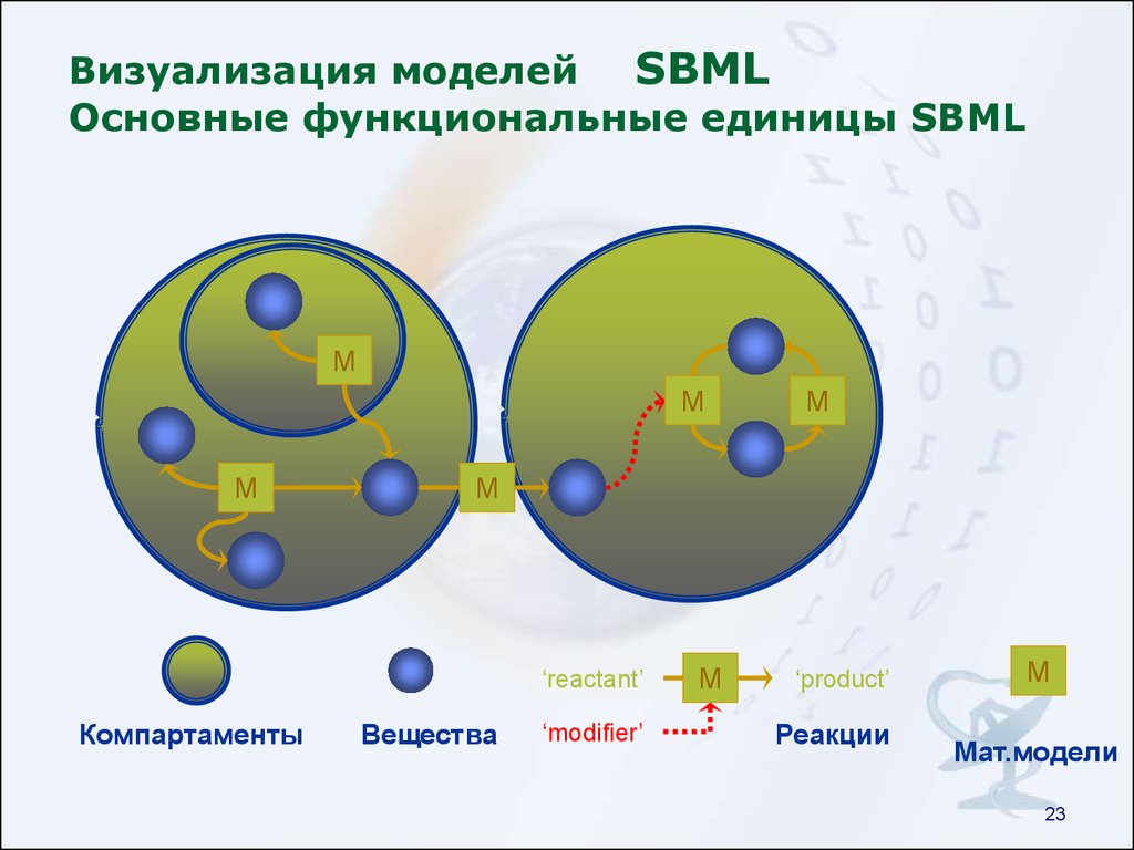 Визуализация моделей SBML Основные функциональные единицы SBML