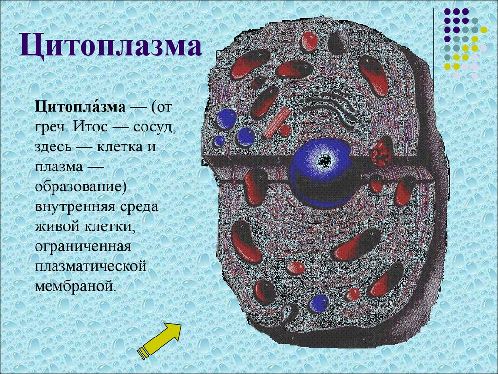 Цитоплазма клетки рисунок