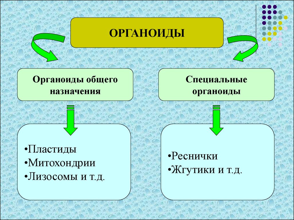 Пластиды лизосомы. Органоиды общего назначения клетки. Органеллы клеток общего и специального назначения. Общие и специальные органеллы клетки. Органеллы клетки общего назначения.