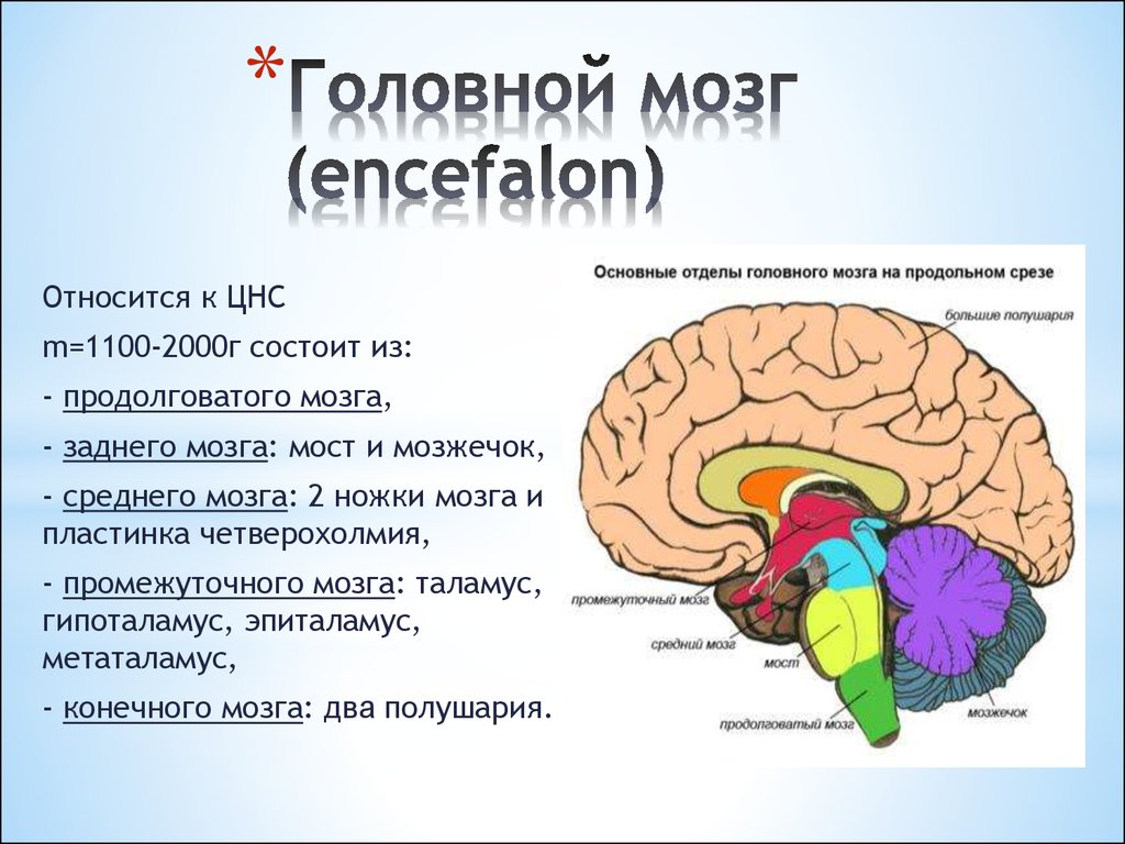 Функции головного мозга в нервной системе