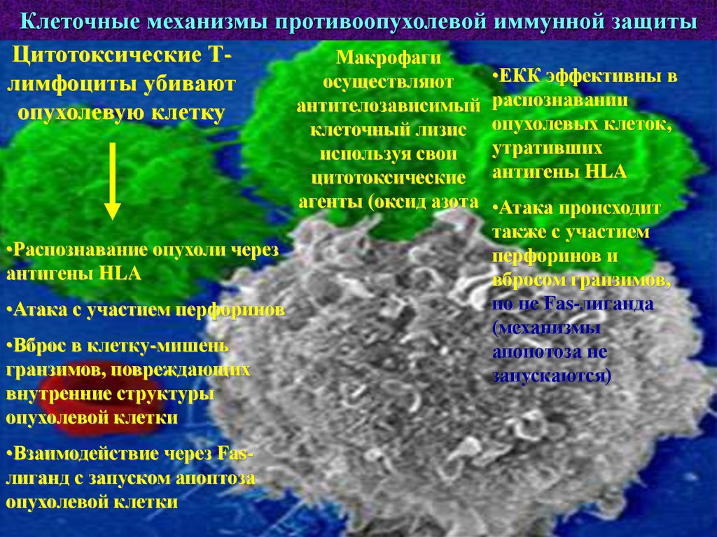 Противоопухолевый иммунитет презентация