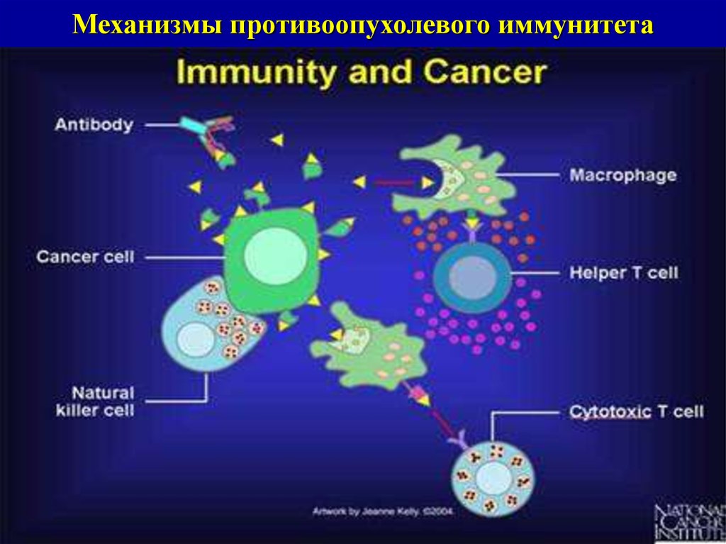 Схема противоопухолевого иммунитета