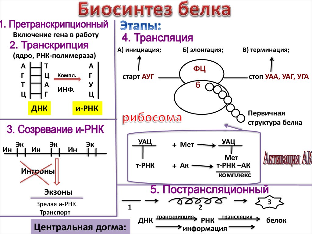 Синтезе белков принимают участие. Этапы трансляции биосинтеза белка. Результат транскрипции биосинтеза белка. Схема этапы синтеза белка биохимия. Процесс биосинтеза белка схема.