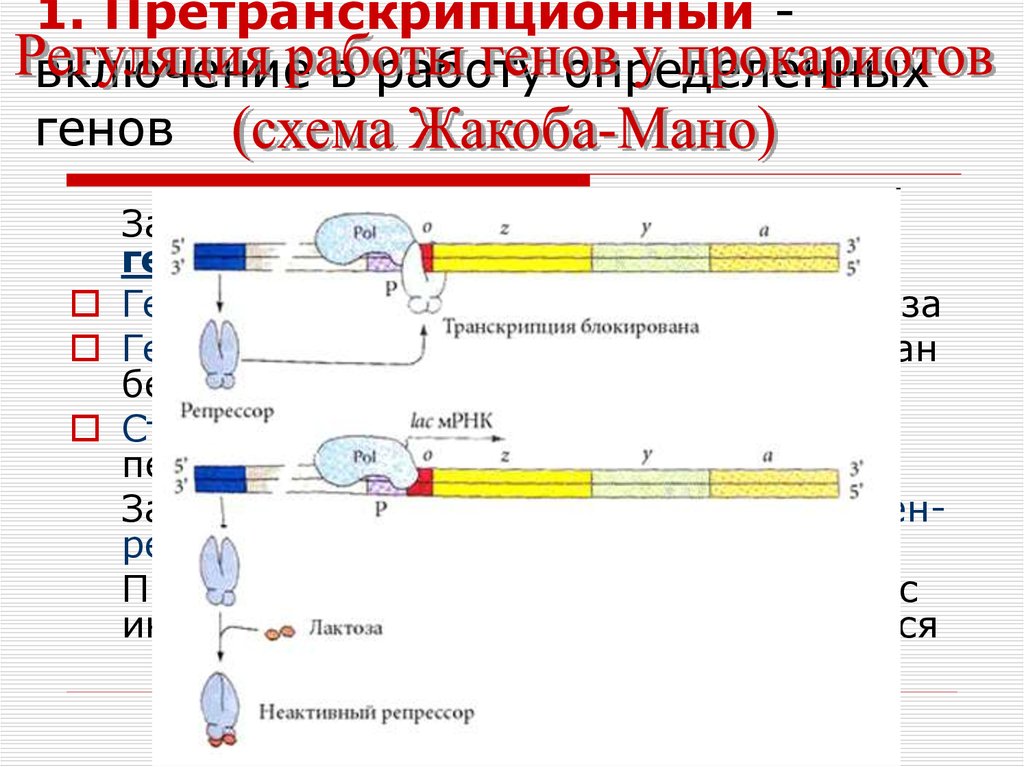 Гипотеза жакоба и моно