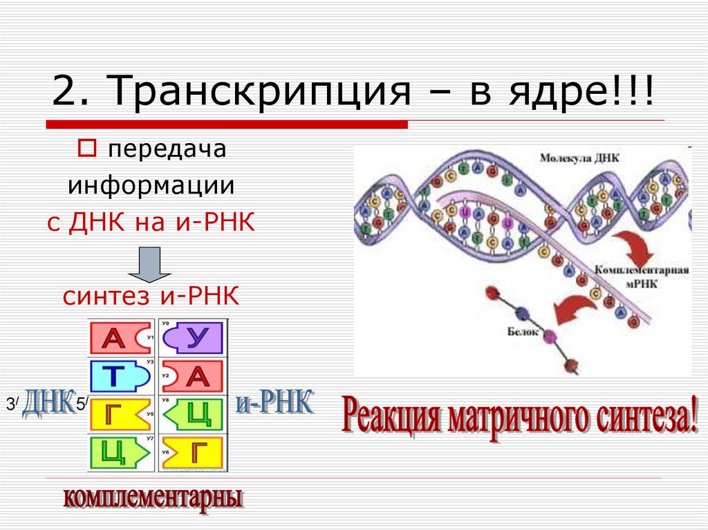 Постройте цепь рнк. Схема процесса транскрипции. Синтез ИРНК схема. Транскрипция ДНК И РНК. Транскрипция РНК кратко.