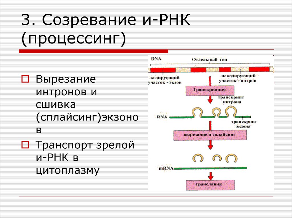 Процесс созревание рнк. Схема образования ИРНК У эукариот. Процессы, протекающие при созревании про-и-РНК:. Схема процессинга у эукариот. Этапы созревания ИРНК сплайсинг модификация.
