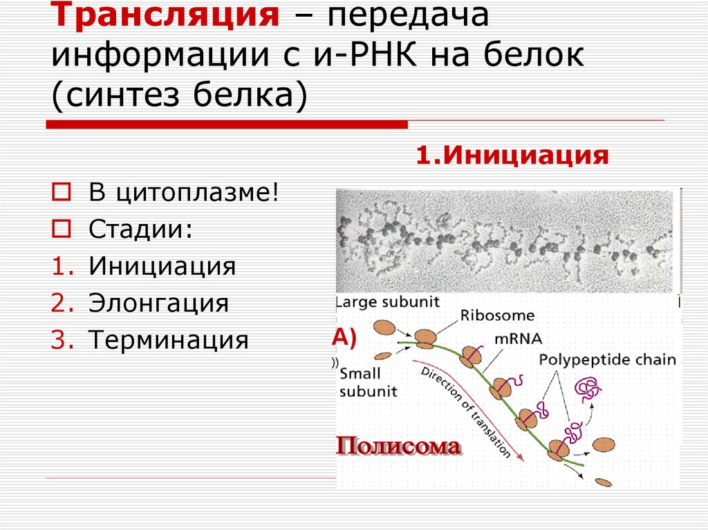 Роль рнк в биосинтезе. Синтез белка трансляция этапы инициация элонгация. Трансляция биология. Трансляция РНК. Трансляция это Синтез.