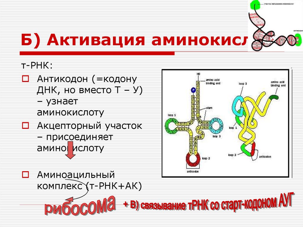 Рнк мл. Антикодон транспортной РНК. Аминокислота антикодон МРНК. ТРНК С аминокислотой. ТРНК присоединяет аминокислоту.