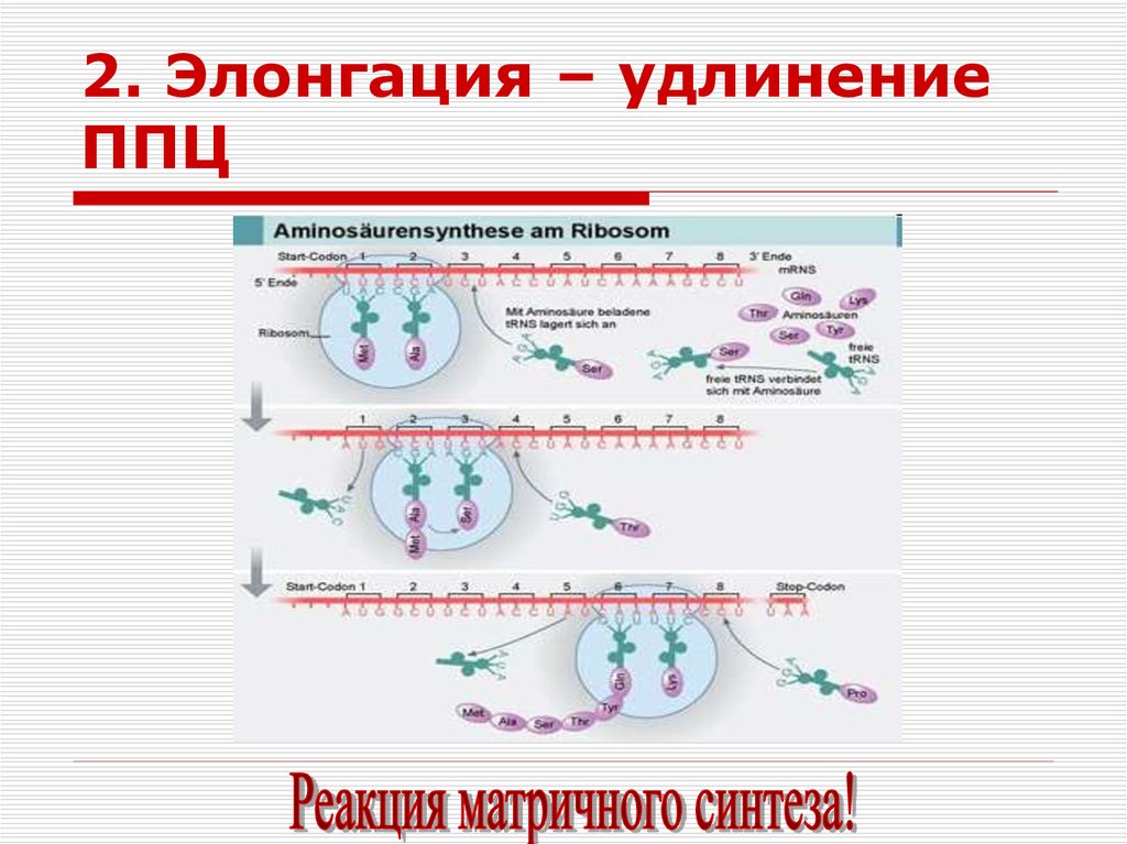 Реакции матричного синтеза. Биосинтез белка реакции матричного синтеза. Элонгация (удлинение, наращивание дочерних цепей ДНК)..