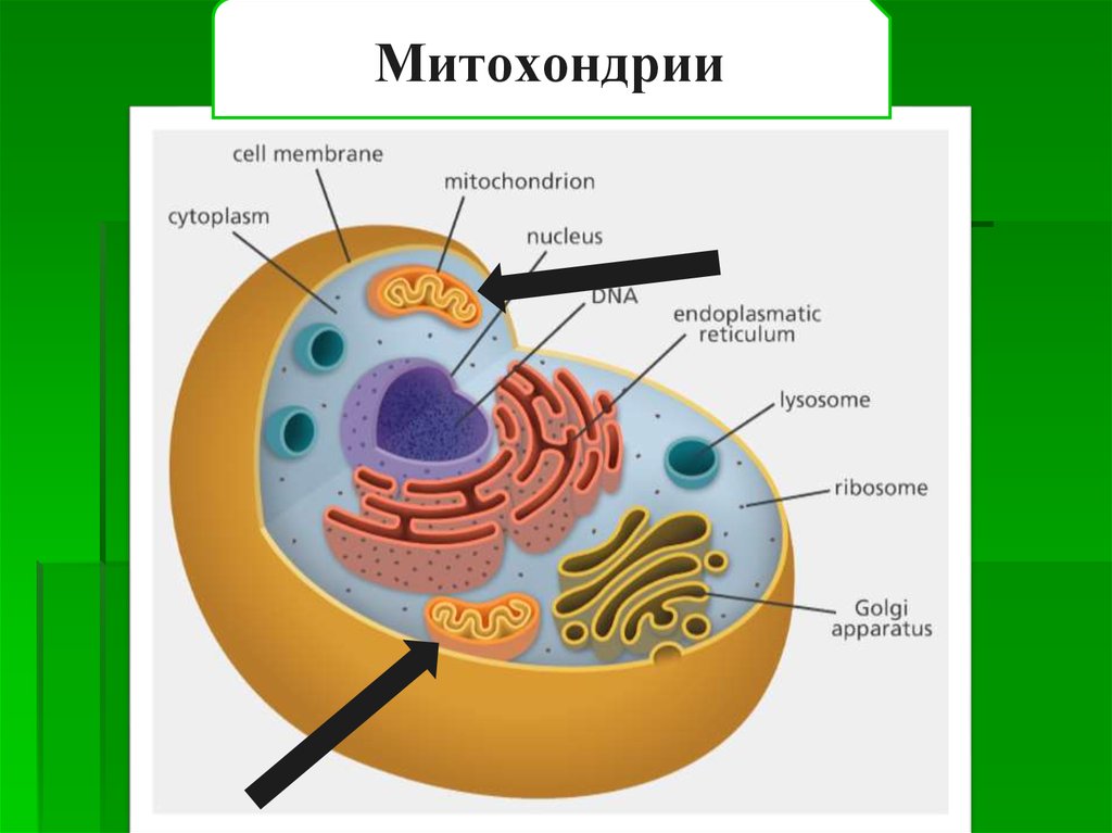 Внутренняя среда клеток органоид. Строение мембранных органоидов клетки. 2 Мембранные органоиды клетки. Мембранные органоиды клетки рисунок. Мембранные органоиды клетки как выглядят.