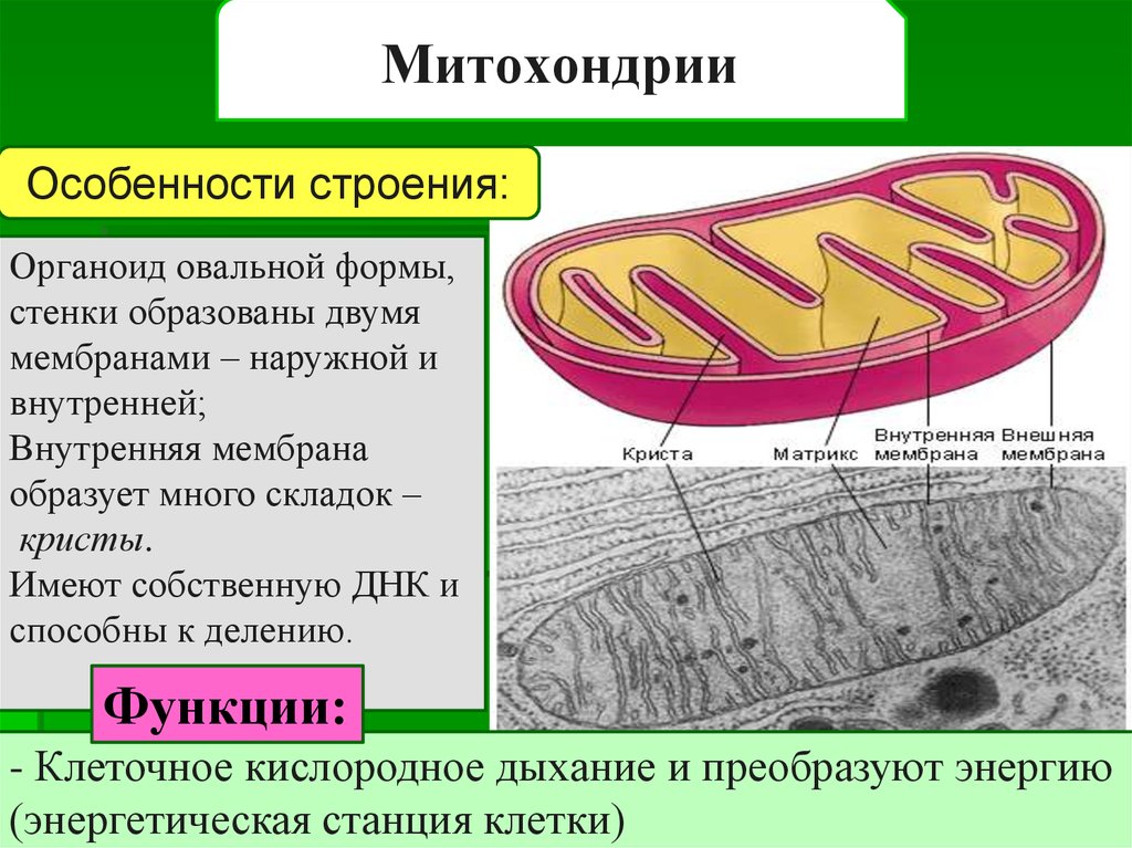 Функция митохондрии является. Особенности строения митохондрии. Двухмембранные митохондрии строение и функции. Строе5иеи функции митохондрии.