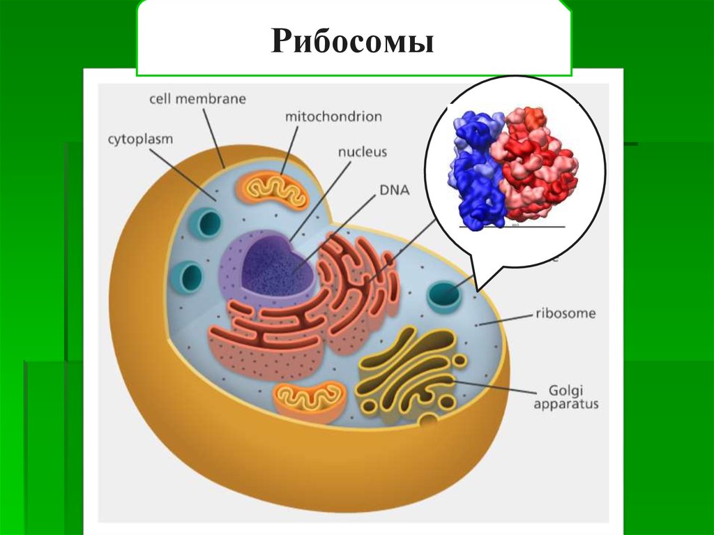 Синтез белков органелла. Рисунок рибосомы клетки. Строение рибосомы клетки. Структура клетки рибосома. Рибосома органоиды клетки 9 класс.