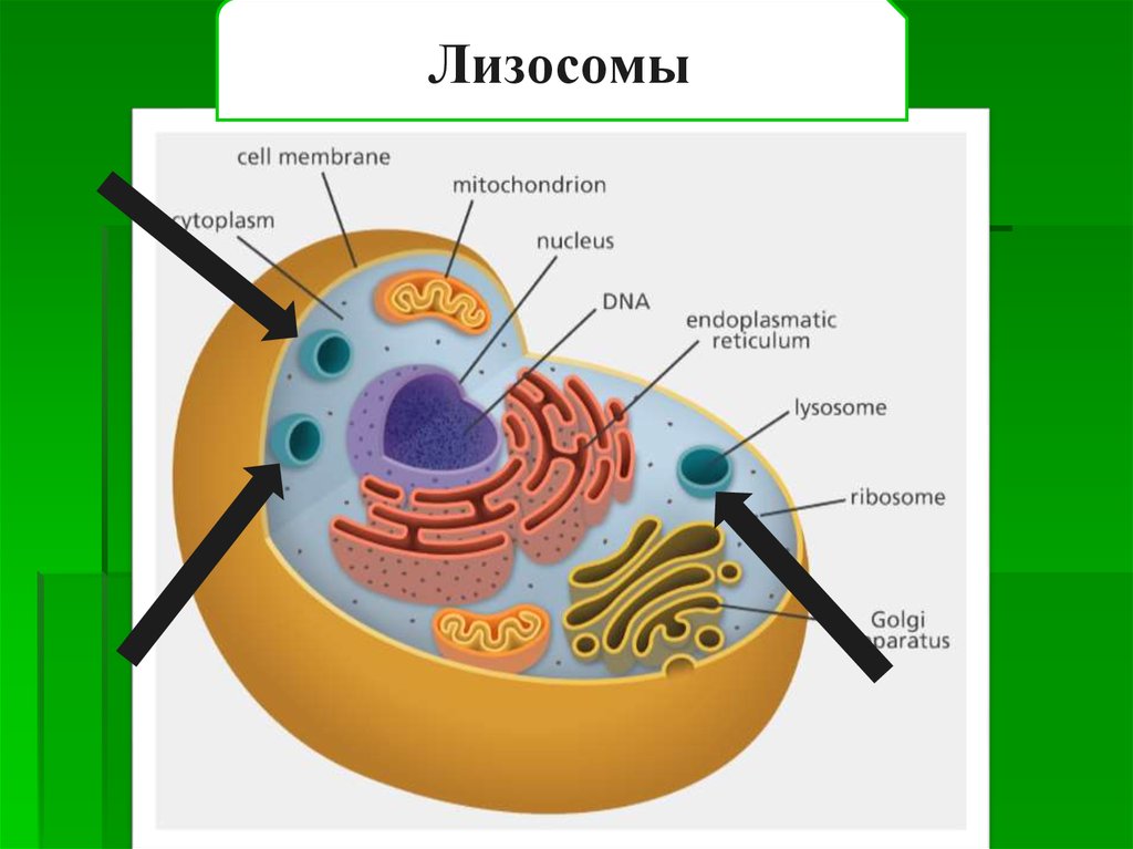 Лизосома мембранный органоид. Строение лизосомы животной клетки. Строение лизосомы эукариотической клетки. Строение лизосомы клетки 9 класс. Строение лизосомы клетки рисунок.
