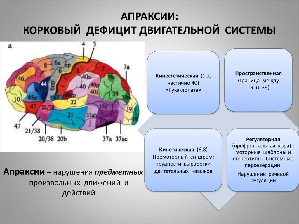 Апраксия. Апраксии зоны мозга. Нарушение произвольных движений и действий. Локализация поражения при апраксии.