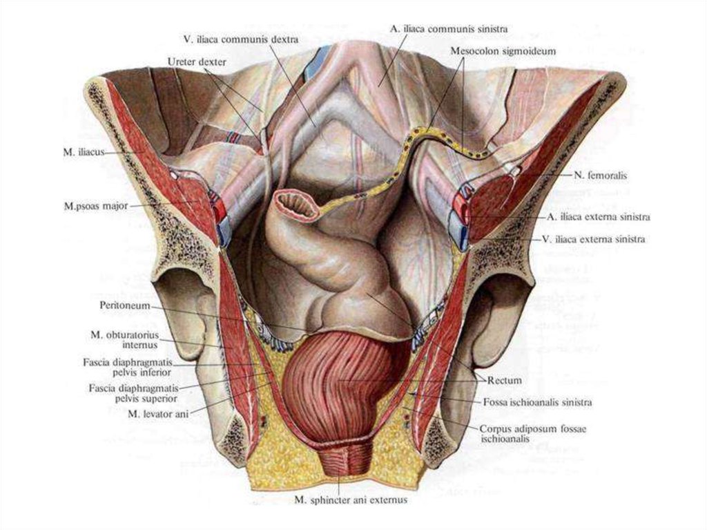 Мало полость. Седалищно прямокишечная ямка анатомия. Стенки седалищно-прямокишечной ямки. Анатомия брюшины малого таза. Строение прямой кишки топографическая анатомия.