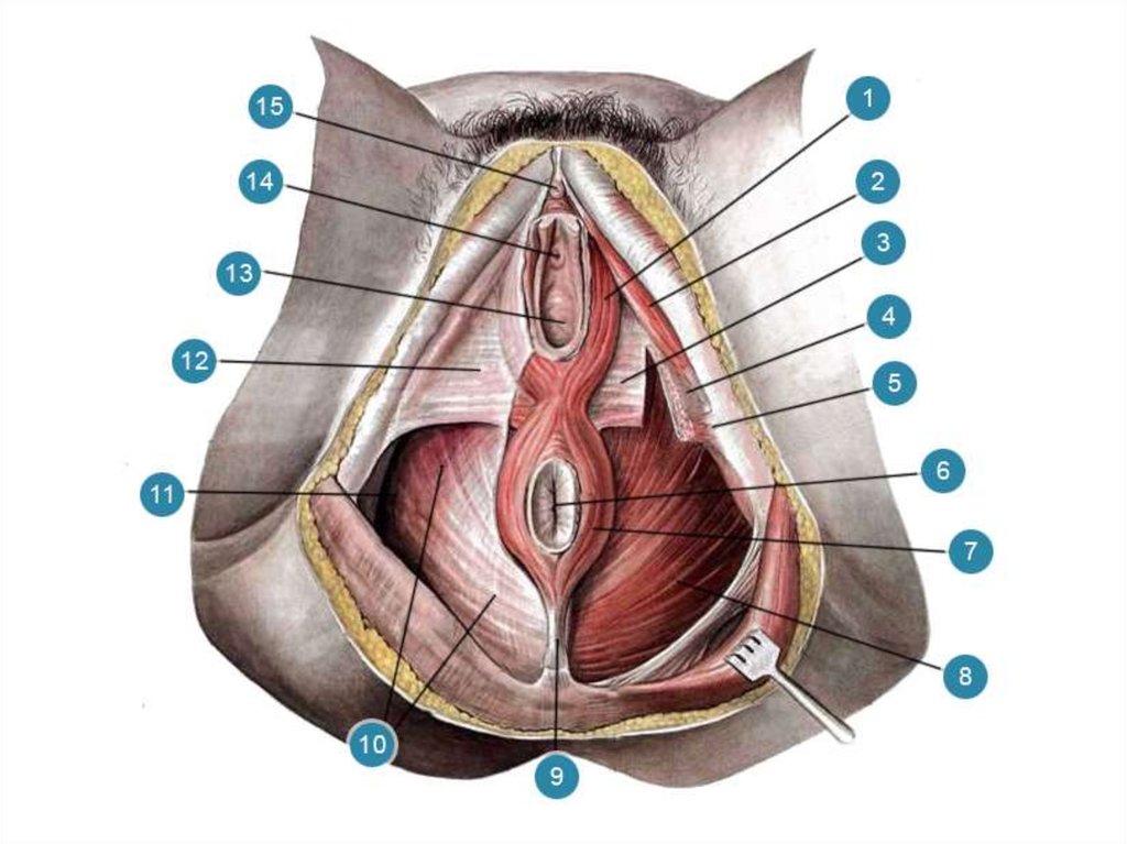 Сколько дырок в женском. Луковично-губчатая мышца промежности. Мышцы и фасции женской промежности. Поверхностная фасция промежности. Седалищно-пещеристая мышца.