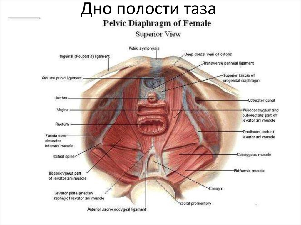 The Worlds Largest Vagina