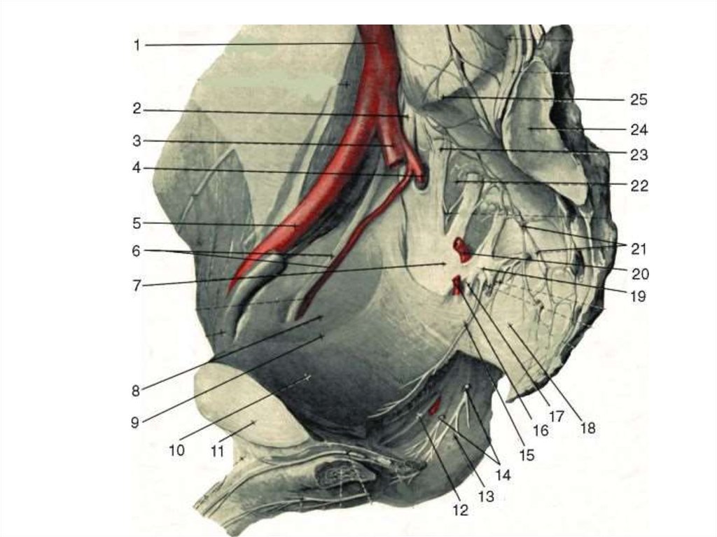 Таз топографическая анатомия. Анатомия малого таза иннервация. Нервы малого таза анатомия. Иннервация таза топографическая анатомия. Топографическая анатомия малого таза.
