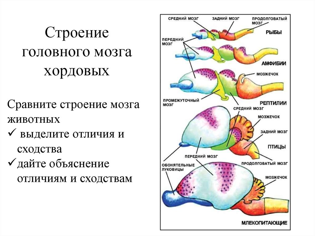 Мозг позвоночных сравнение. Отделы головного мозга хордовых. Строение нервной системы хордовых животных. Эволюция нервной системы хордовых. Сравнение головного мозга хордовых таблица.