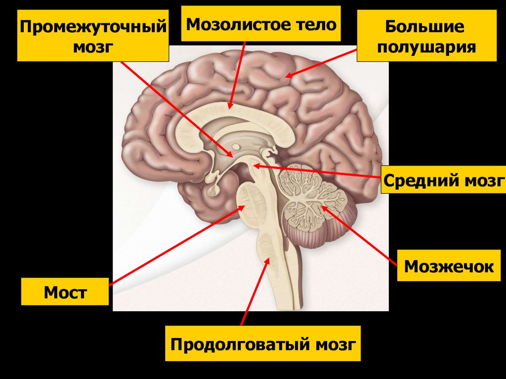 Головной мозг хордовых картинки