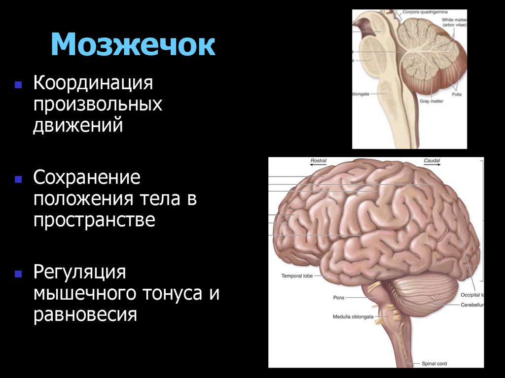 Головной мозг хордовых картинки