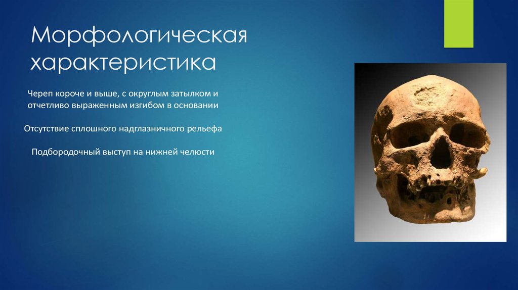 Морфологическая характеристика