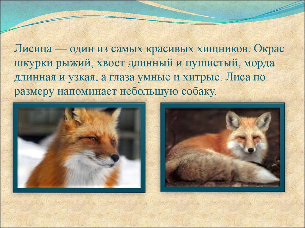 Интересные факты про лисов. Факты о лисах. Доклад о лисе. Лиса интересные факты. Интересные факты о лисице.