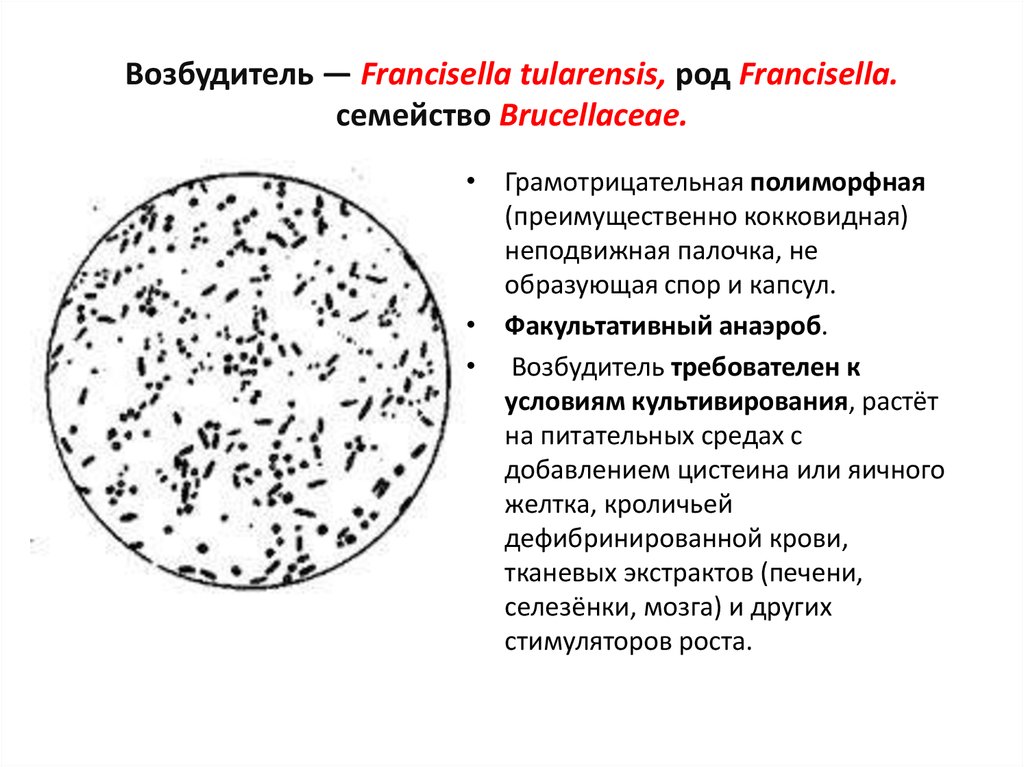 Возбудитель — Francisella tularensis, род Francisella. семейство Brucellaceae.
