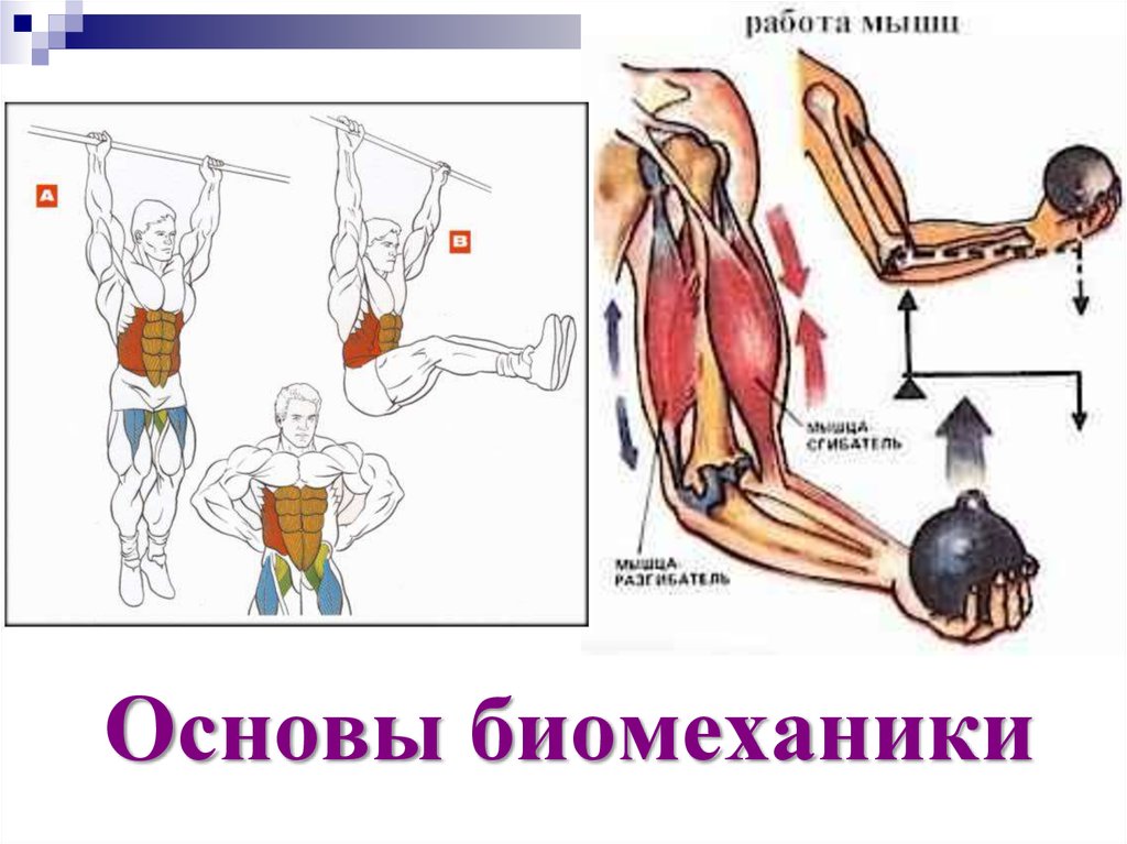 Инженерлік биомеханика презентация