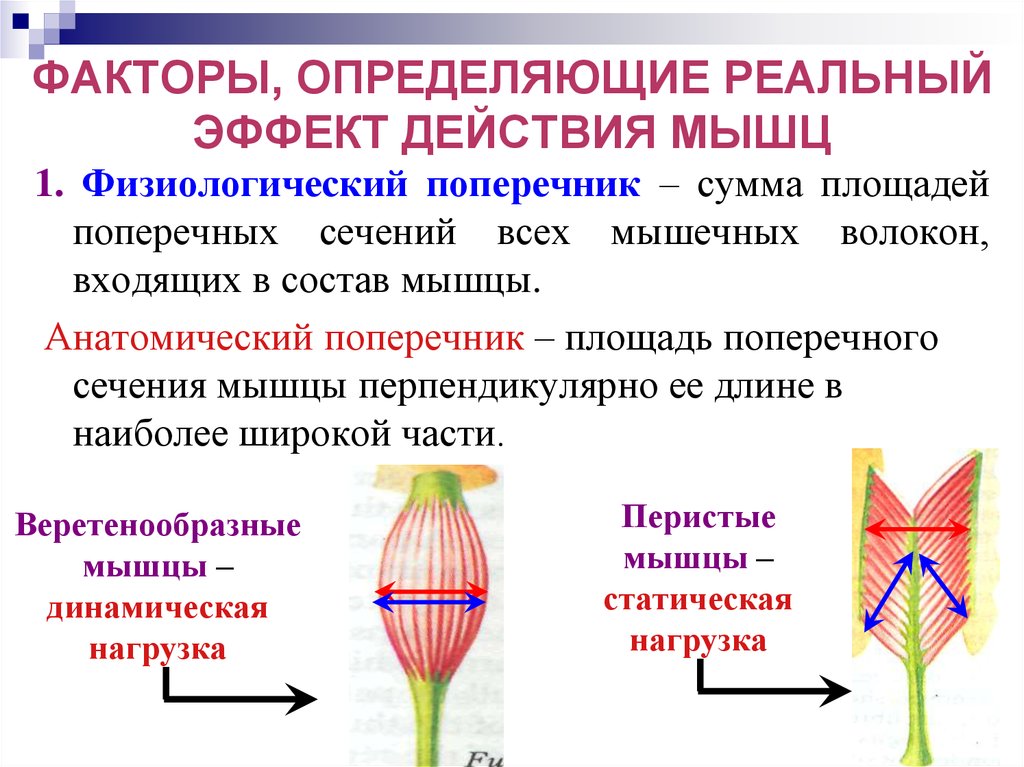 Поперечник. Анатомический и физиологический поперечник мышц. Площадь поперечного сечения мышцы. Поперечное сечение мышечных волокон. Анатомический поперечник мышцы это.